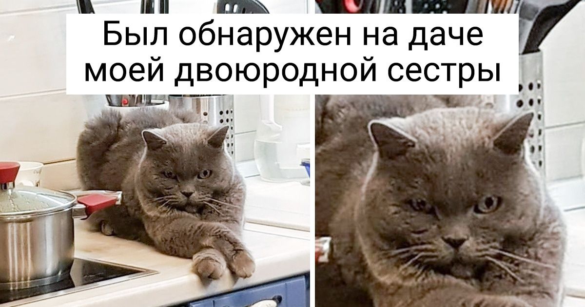 20+ случаев, когда кот решил: «О, это хорошее место, пожалуй, буду жить здесь» 20+ случаев, когда кот решил: «О, это хорошее место, пожалуй, буду жить здесь»