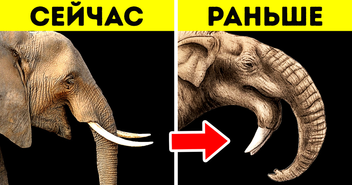 7 неродственных древних и современных животных, которые выглядят очень похожими
