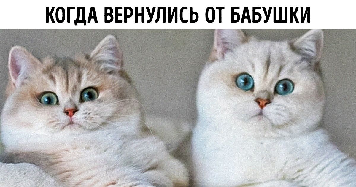 22 животных повышенной щечности, которых так и хочется потискать 22 животных повышенной щечности, которых так и хочется потискать