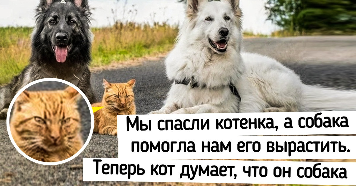 17 человек, которые завели сразу нескольких питомцев и теперь только радуются 17 человек, которые завели сразу нескольких питомцев и теперь только радуются