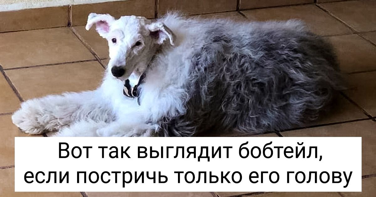 20 питомцев, которых после стрижки хозяева смогли узнать разве что по ошейнику