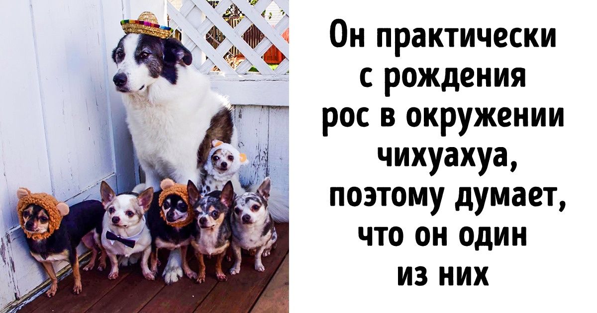 20+ животных, которые испытывают проблемы с самоопределением