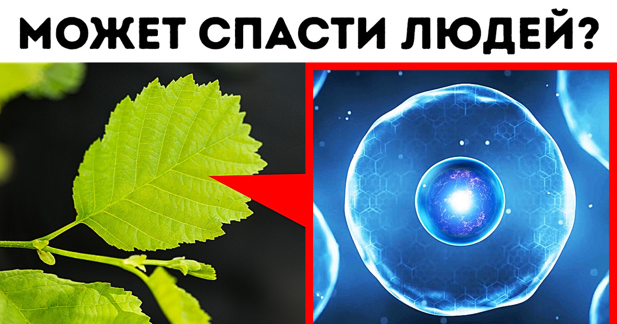 Самый сложный язык в мире может спасти миллионы людей Самый сложный язык в мире может спасти миллионы людей