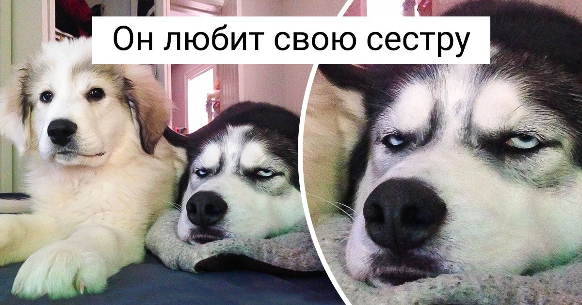 20+ собак, у которых все шло хорошо, пока хозяева не задумали завести еще одного щенка