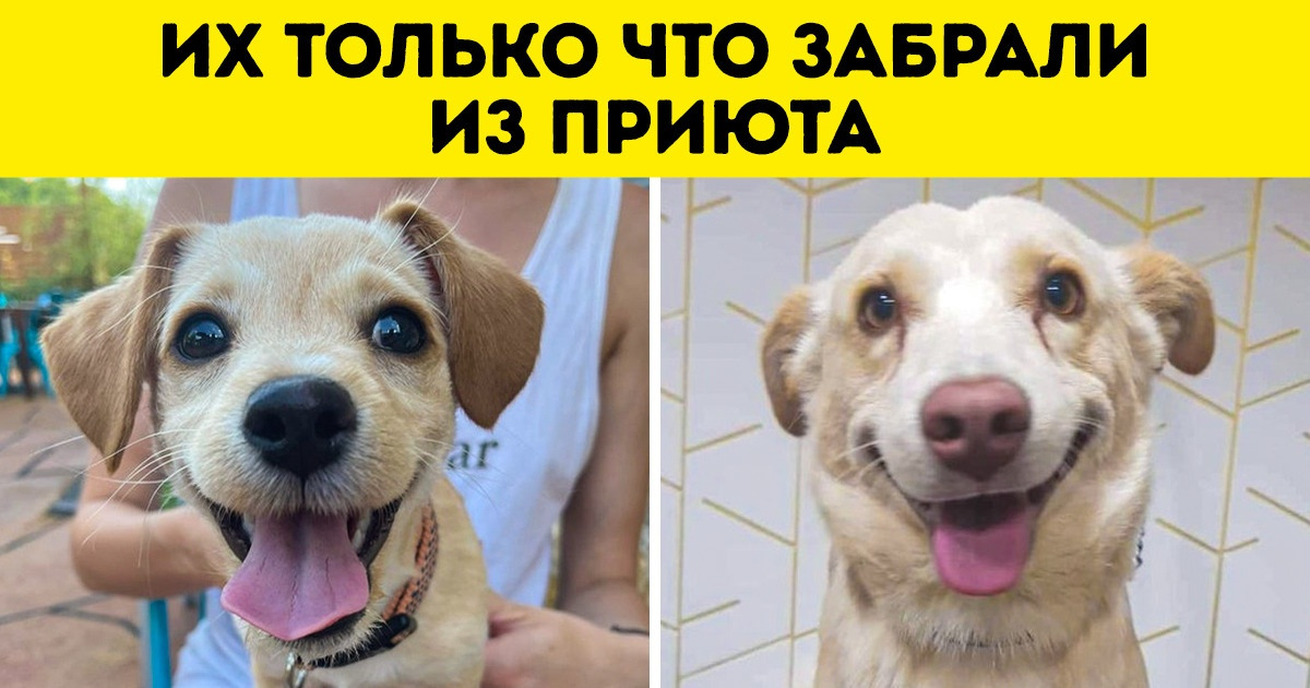 20+ животных, которых забрали из приюта и чья жизнь изменилась в одно мгновенье благодаря любящей семье 20+ животных, которых забрали из приюта и чья жизнь изменилась в одно мгновенье благодаря любящей семье