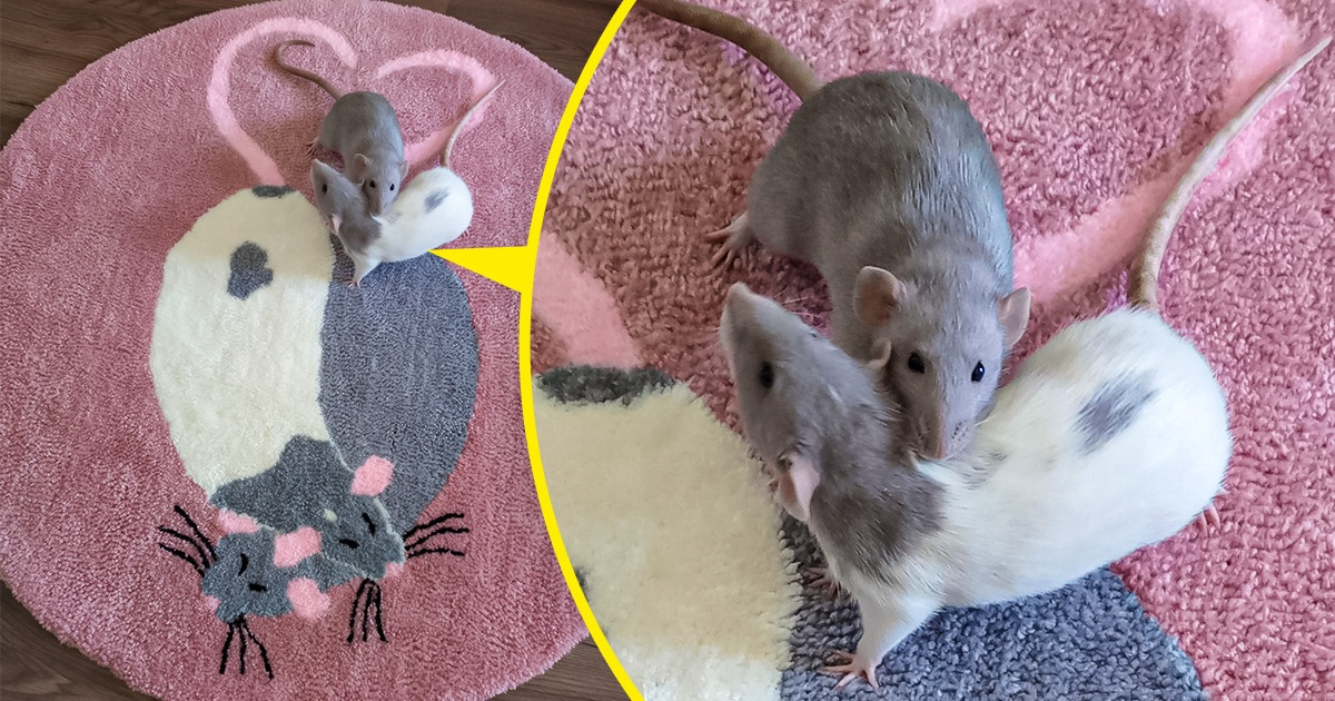 20 человек, которые вдохновились своими пушистыми любимцами и выдали шедевр 20 человек, которые вдохновились своими пушистыми любимцами и выдали шедевр