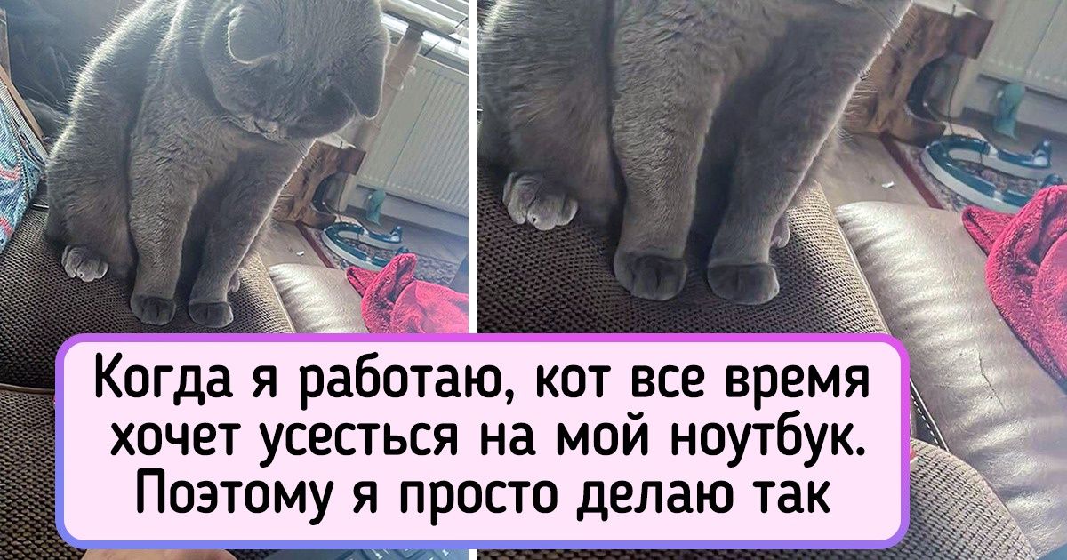 16 суровых мужчин, которые сторонились котов как огня. А теперь носят их на руках 16 суровых мужчин, которые сторонились котов как огня. А теперь носят их на руках