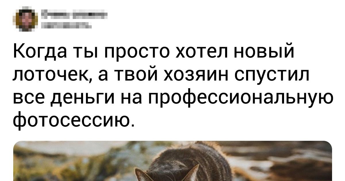 15+ доказательств того, что жизнь простого котика — это непрекращающаяся драма