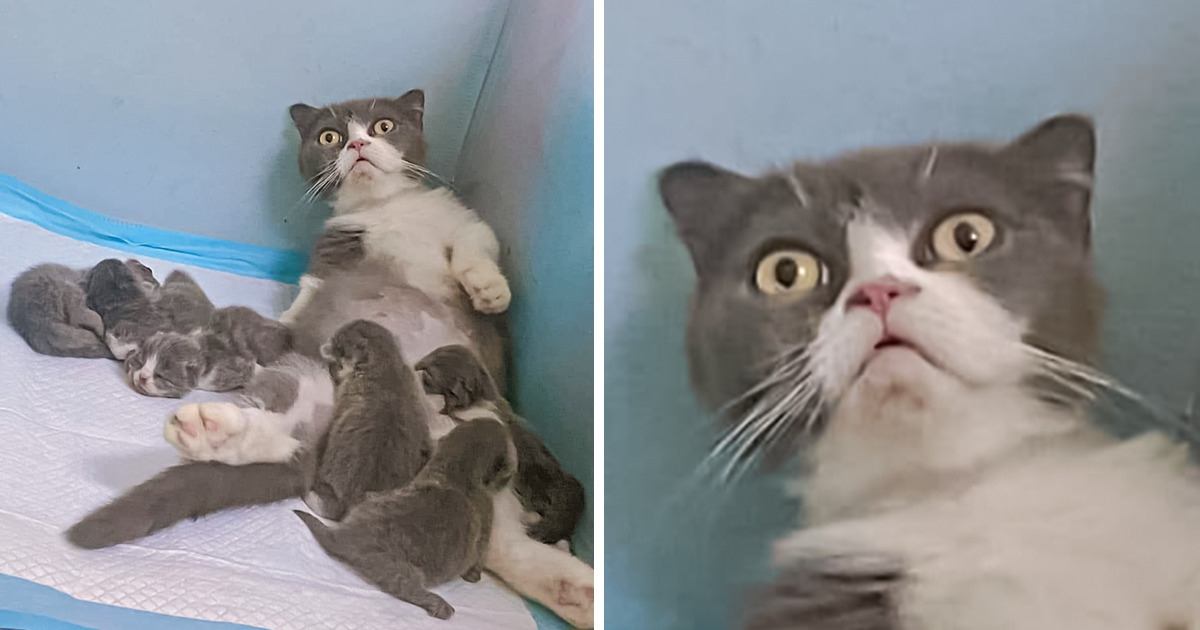 20+ животных, которые были готовы к чему угодно, но только не к родительству