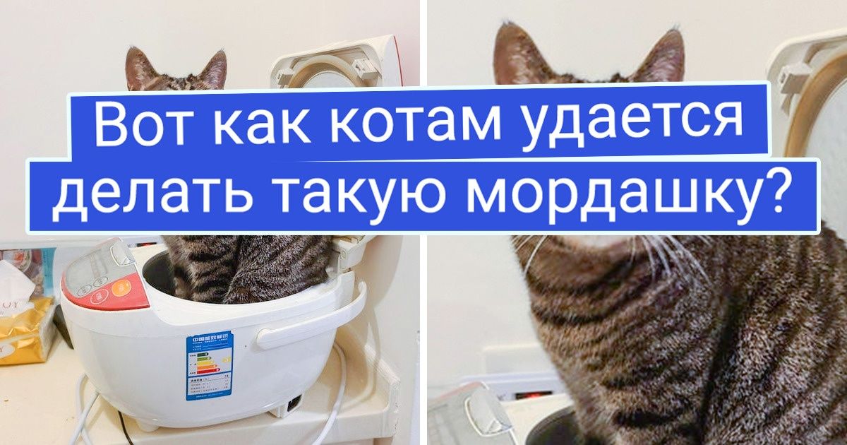 20 усатых-полосатых, которых поймали с поличным, а им хоть бы хны