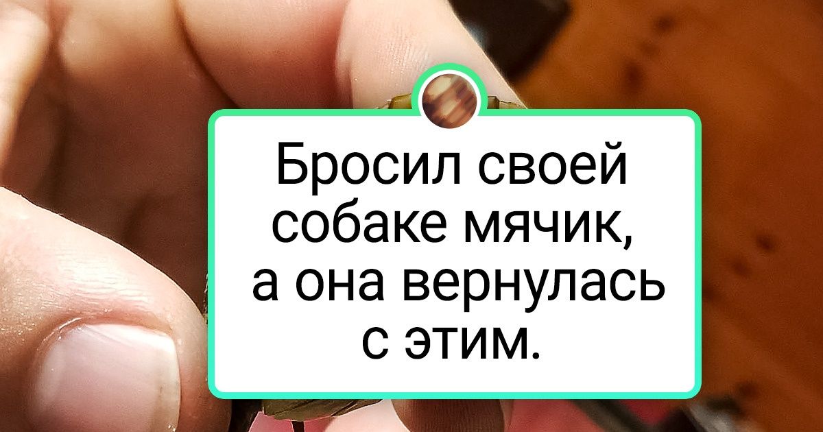 20 щедрых питомцев, которые живут по принципу «все лучшее — людям» 20 щедрых питомцев, которые живут по принципу «все лучшее — людям»