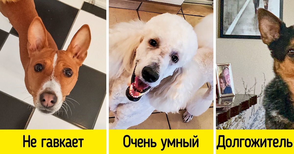 12 пород собак, которые не доставят много хлопот своим владельцам 12 пород собак, которые не доставят много хлопот своим владельцам