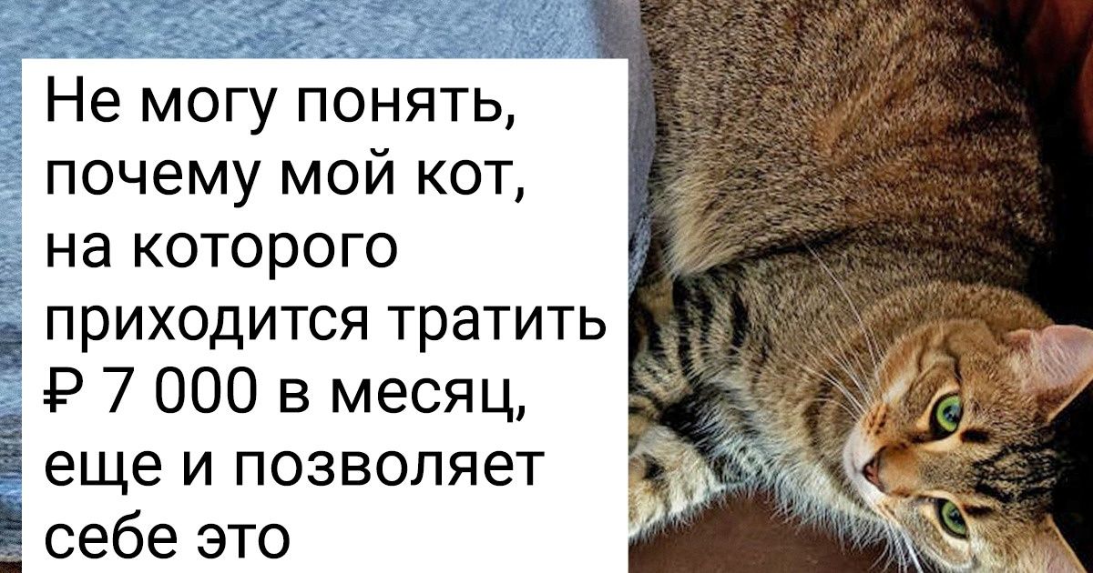 20+ суровых котов, которым даром не сдались эти ваши уси-пуси