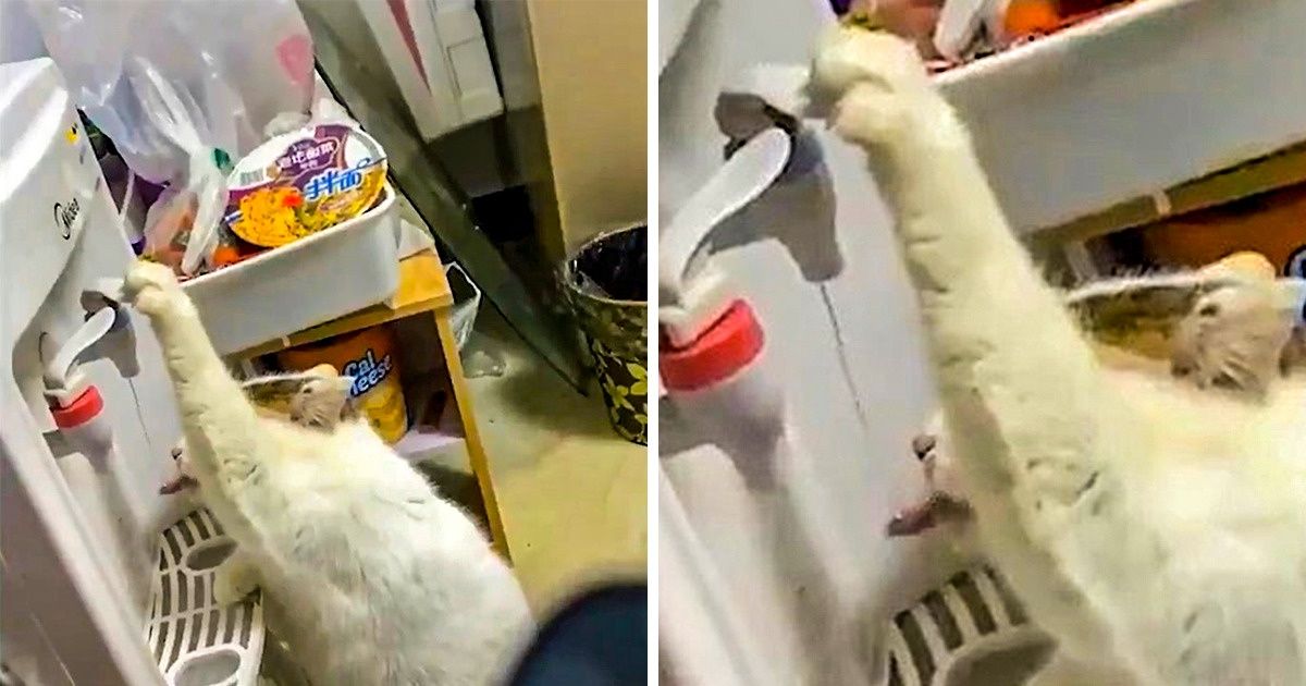 18 кошек, которые эволюционировали во что-то большее