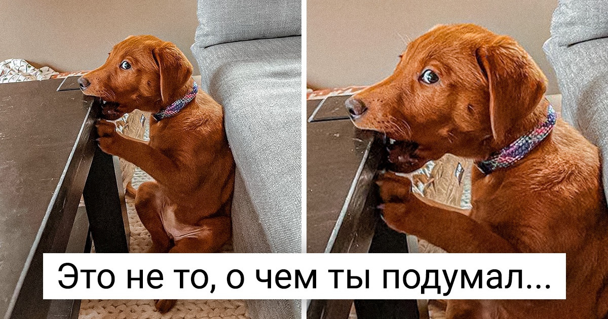 20 непослушных домашних животных, на которых вы не сможете сердиться 20 непослушных домашних животных, на которых вы не сможете сердиться