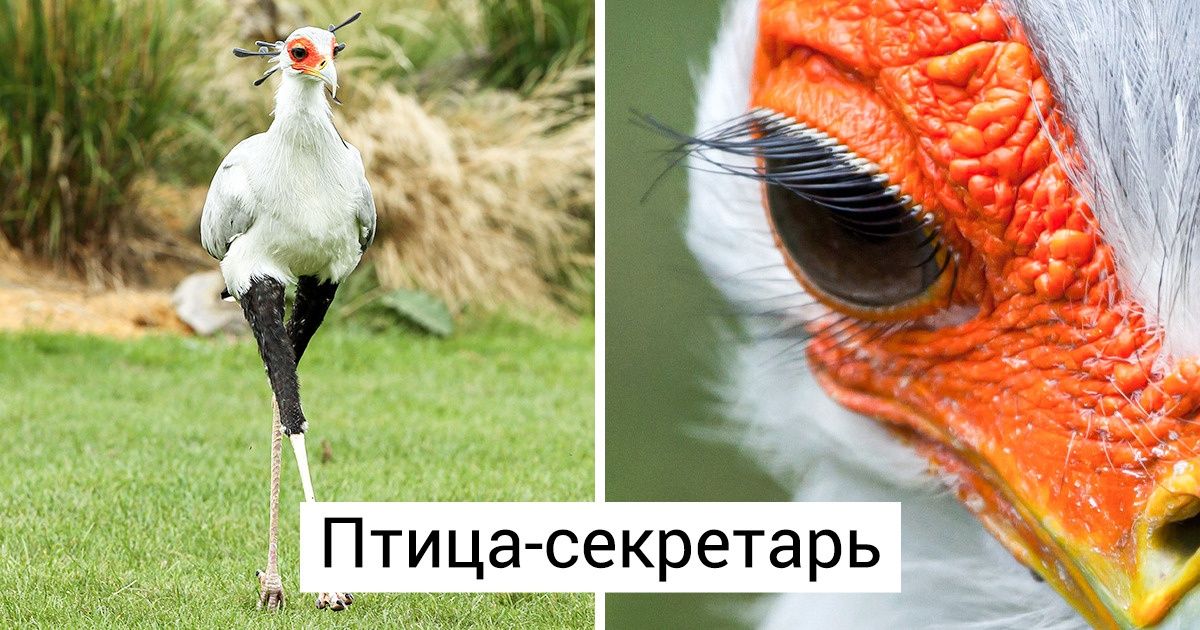 18 птиц, чей внешний вид производит ошеломляющий эффект