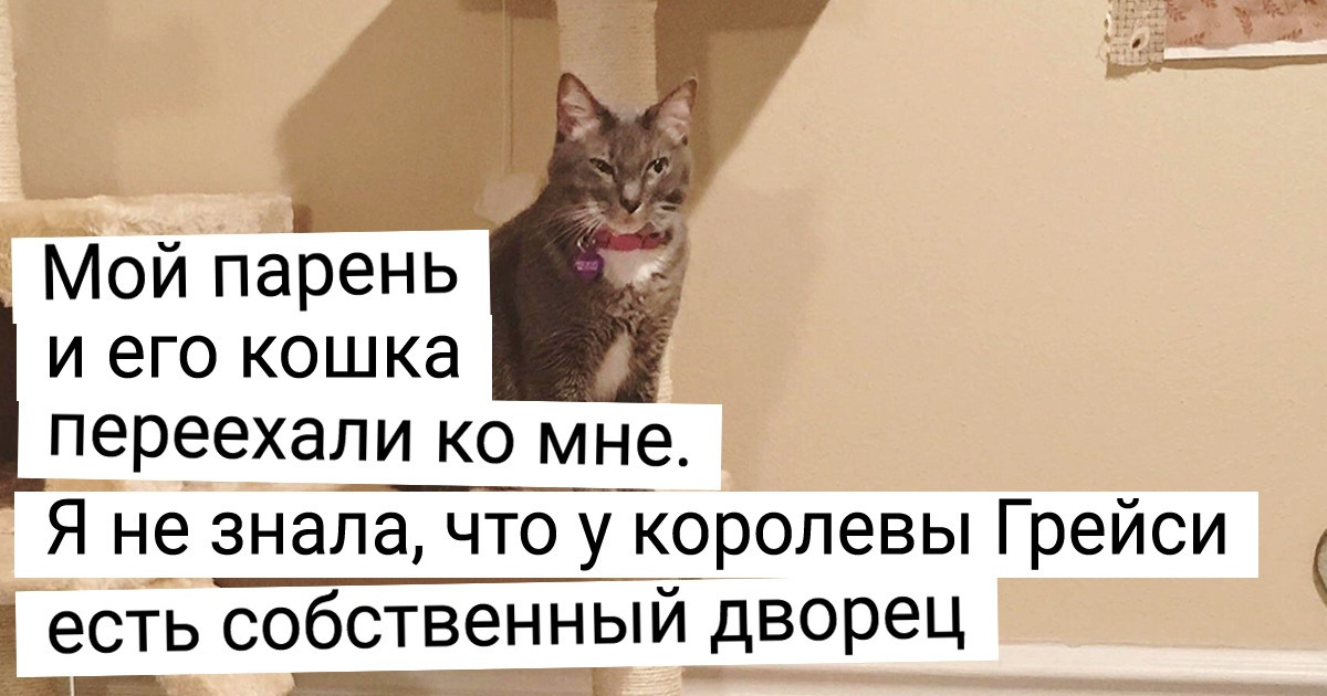 18 избалованных котов, которые живут — как сыр в масле катаются 18 избалованных котов, которые живут — как сыр в масле катаются