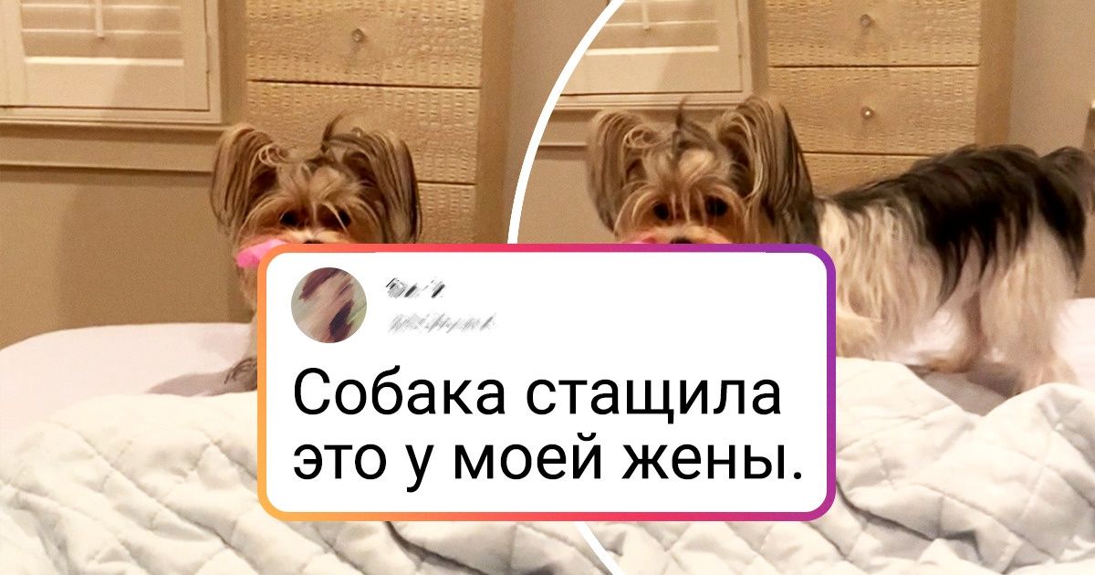 20+ шерстяных негодников, у которых нет ни стыда ни совести 20+ шерстяных негодников, у которых нет ни стыда ни совести