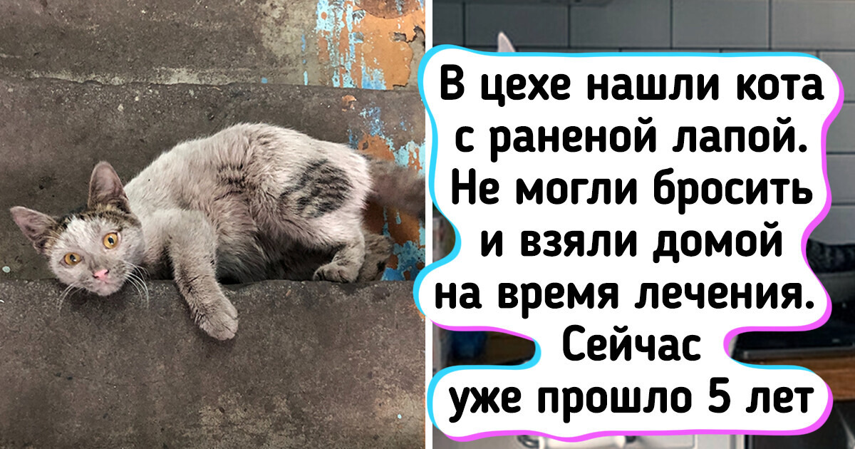 20+ человек, которые не прошли мимо бездомного пушистика и теперь нарадоваться не могут 20+ человек, которые не прошли мимо бездомного пушистика и теперь нарадоваться не могут