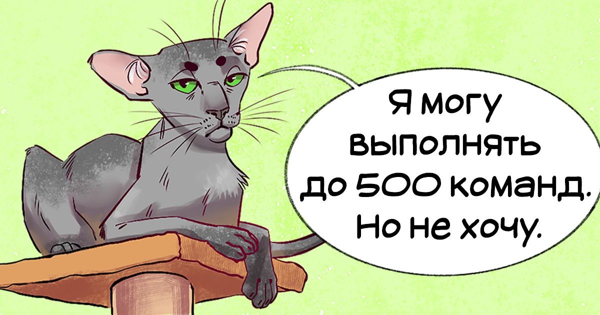 Гид по породам кошек, благодаря которому вы точно научитесь их различать Гид по породам кошек, благодаря которому вы точно научитесь их различать
