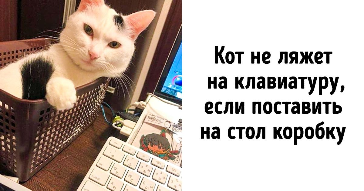13 советов, которые упростят жизнь владельцев домашних животных 13 советов, которые упростят жизнь владельцев домашних животных