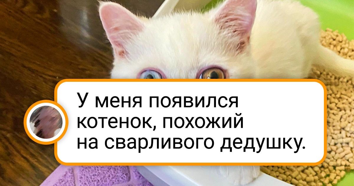 18 питомцев, в которых не было бы столько шарма, если бы не их маленькие изъяны 18 питомцев, в которых не было бы столько шарма, если бы не их маленькие изъяны