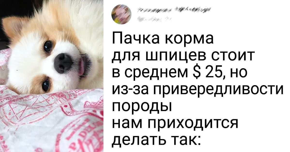 8 человек рассказали, каково им живется с популярными породами собак и как дорого содержать таких красавчиков