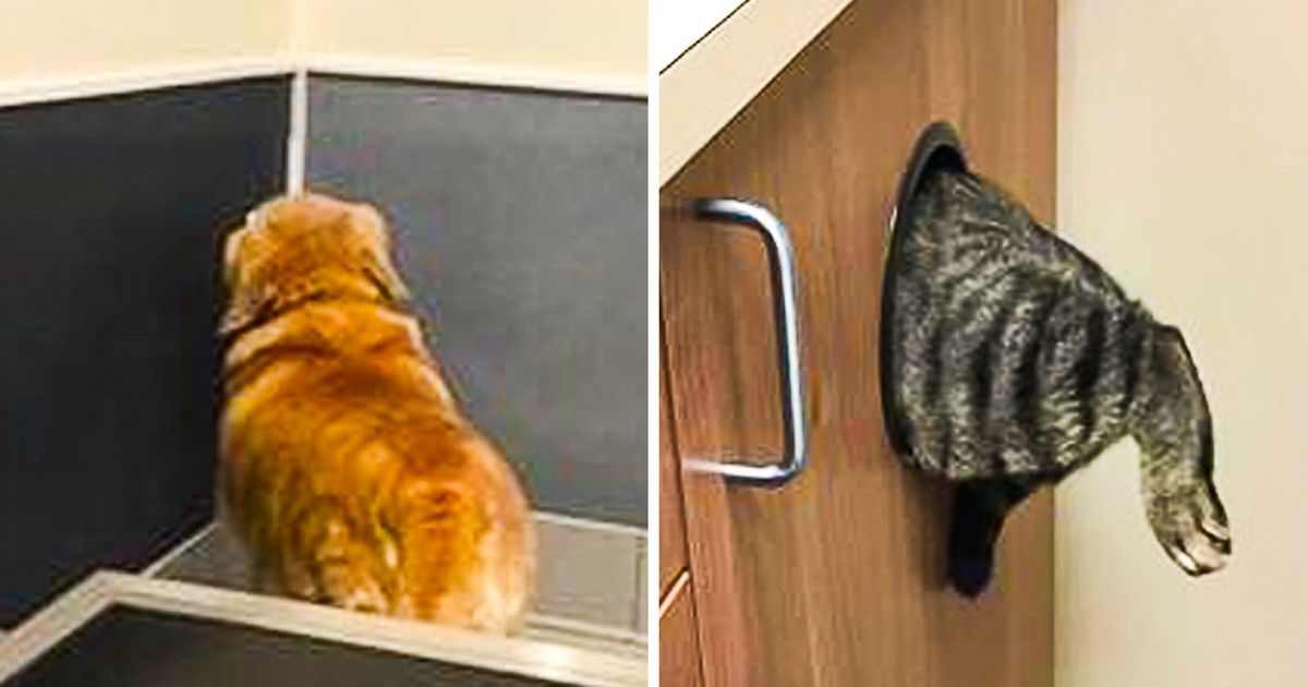 27 животных, которые ни в какую не хотят показываться ветеринару 27 животных, которые ни в какую не хотят показываться ветеринару