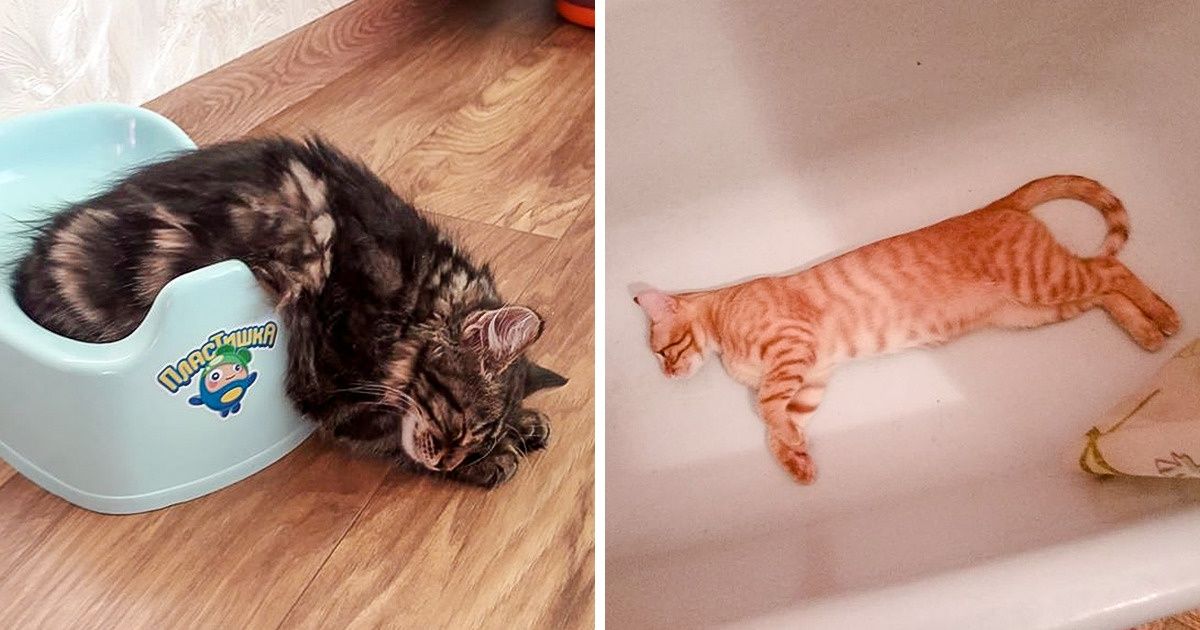 18 кошачьих морд, которые уснули в самых немыслимых местах