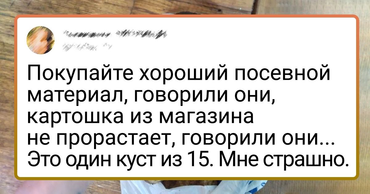 20+ королей огорода, которые просто обязаны были похвастаться своим шикарным урожаем 20+ королей огорода, которые просто обязаны были похвастаться своим шикарным урожаем