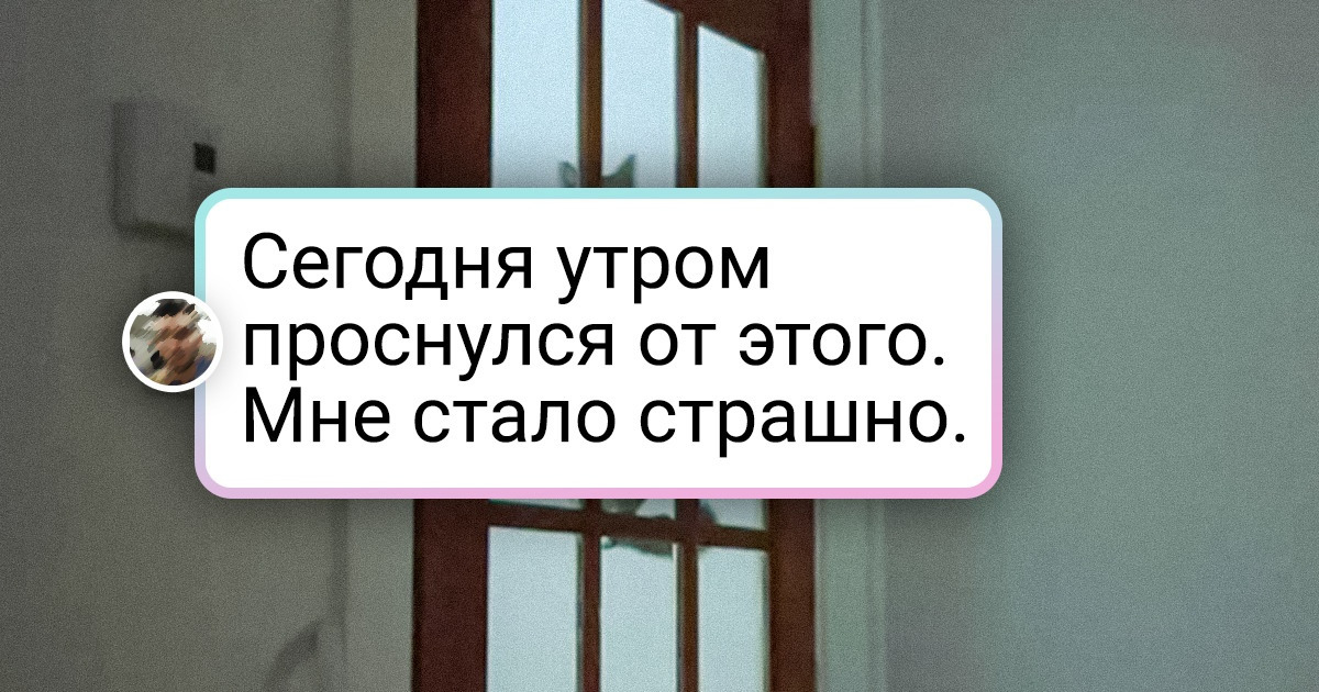 15+ котиков, у которых настройки вернулись к заводским