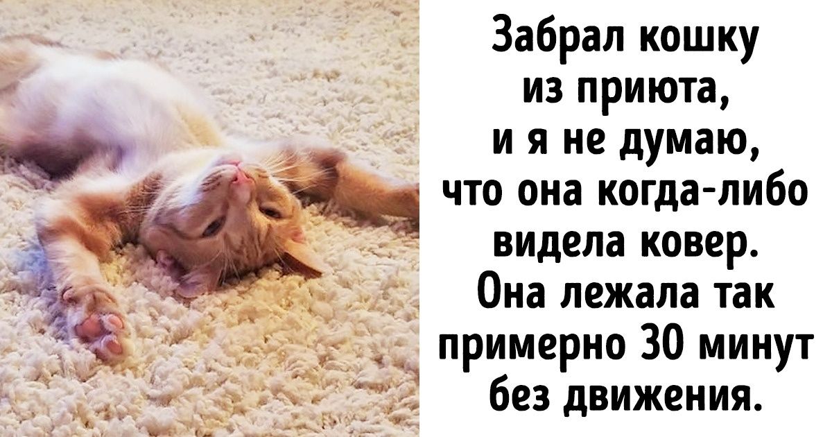 20+ доказательств того, что подарить бездомным животным новую жизнь — бесценно 20+ доказательств того, что подарить бездомным животным новую жизнь — бесценно