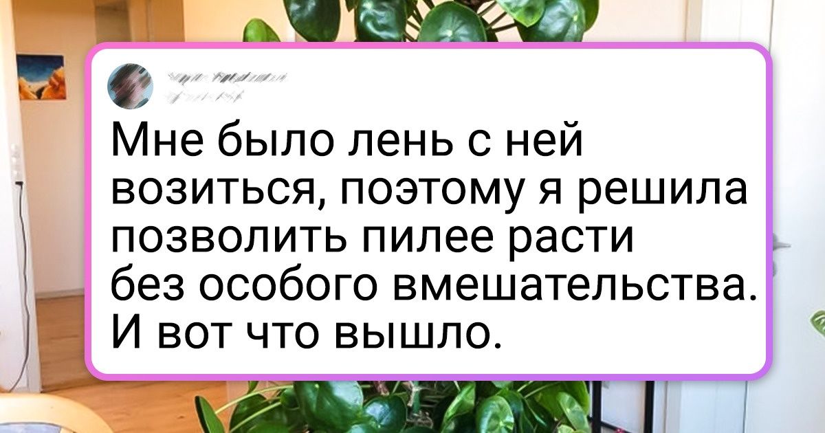 20 человек, которые притащили домой растение, но никак не ожидали от него такой прыти в желании заполонить все вокруг 20 человек, которые притащили домой растение, но никак не ожидали от него такой прыти в желании заполонить все вокруг