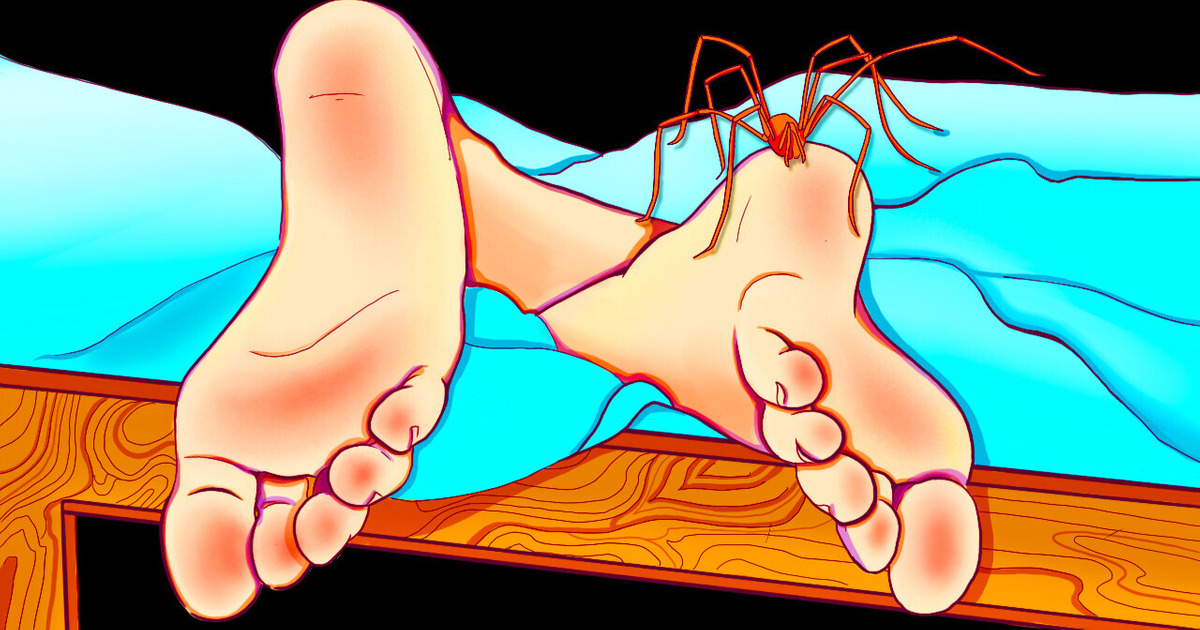 Ядовитый паук, который оказался безопасным Ядовитый паук, который оказался безопасным