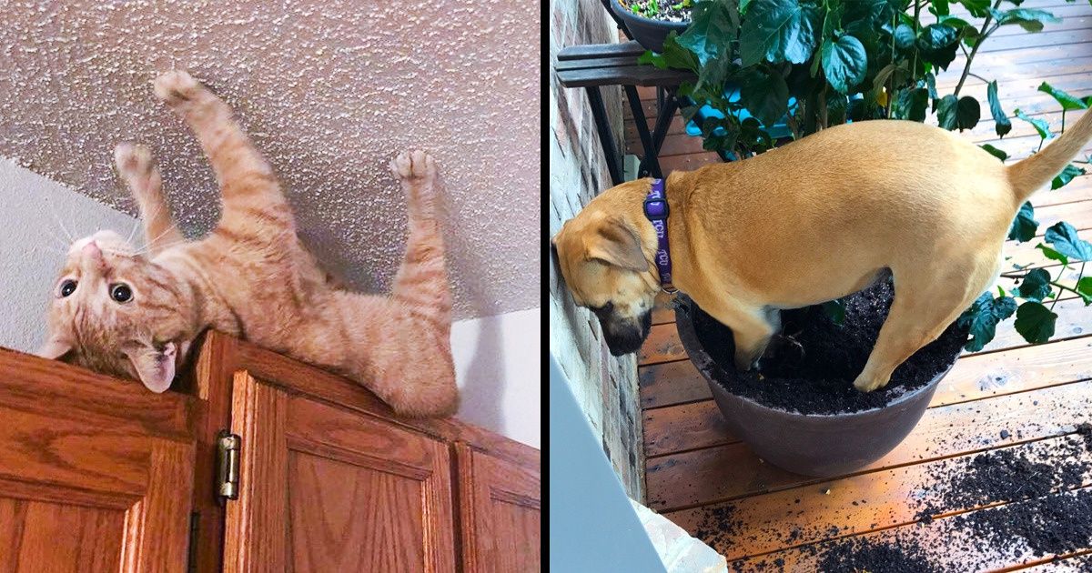 20+ животных, которых застукали в самый неподходящий момент