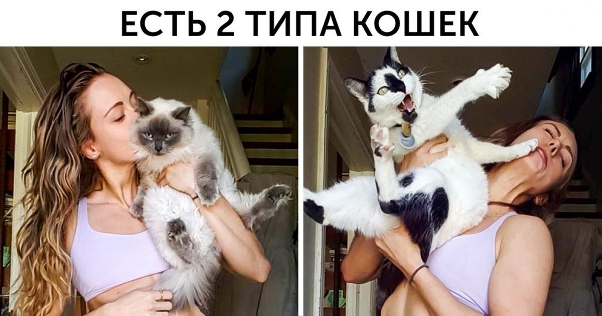16 доказательств того, что интернет и животные созданы друг для друга