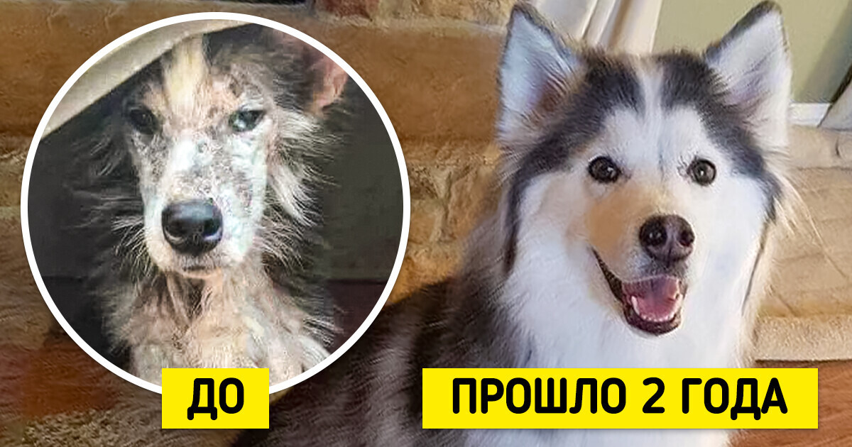 Сердце сжимается от этих фото. Потому что на них — собаки до и после того, как их взяли домой