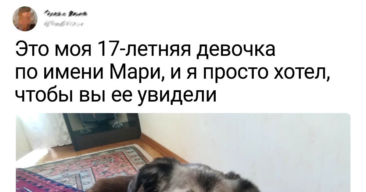 19 фото стареньких котов и собак, которые напомнят о том, как беспощадно время