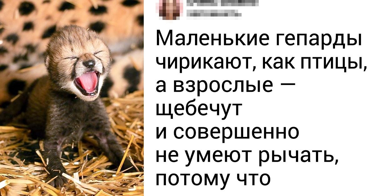 20+ фактов из жизни природы, которые кажутся слишком странными, чтобы быть правдой