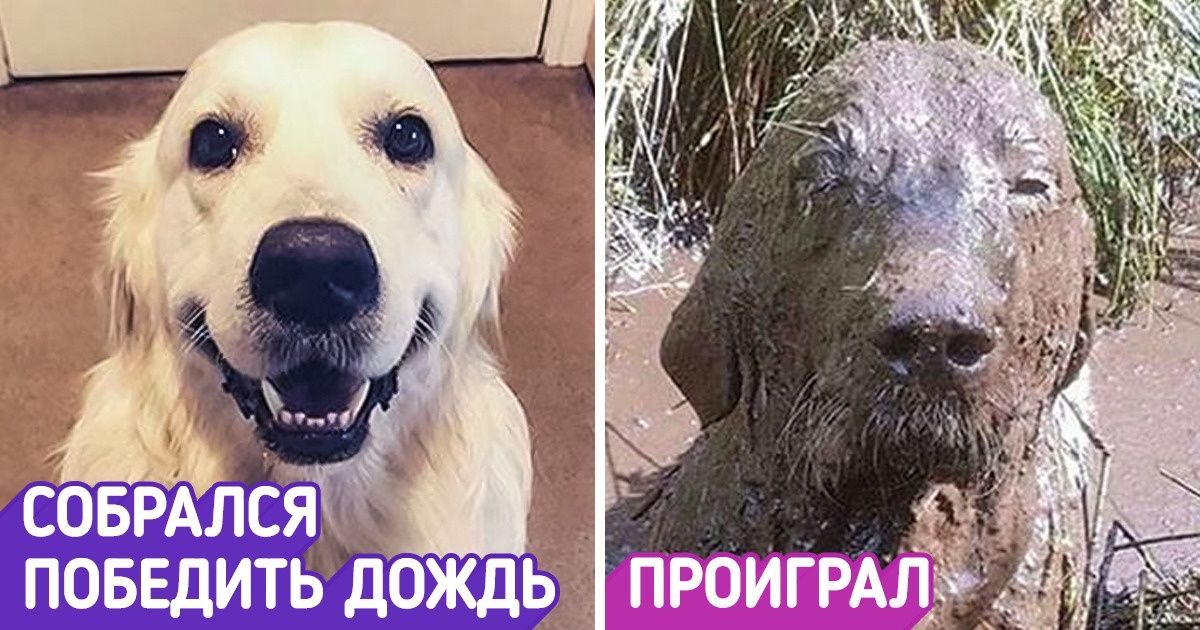 20+ фото, которые поймут все, кому хоть раз виляли хвостом и приносили мячик