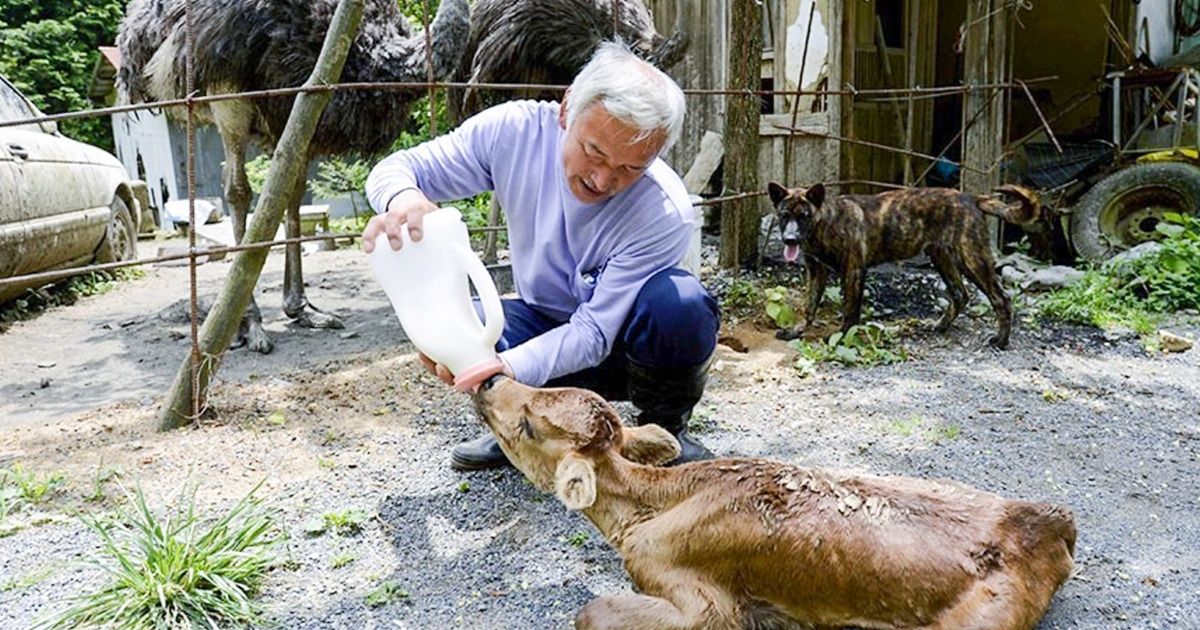 Что происходит в Фукусиме спустя 8 лет после аварии (Самоотверженные японцы живут там ради спасения животных)