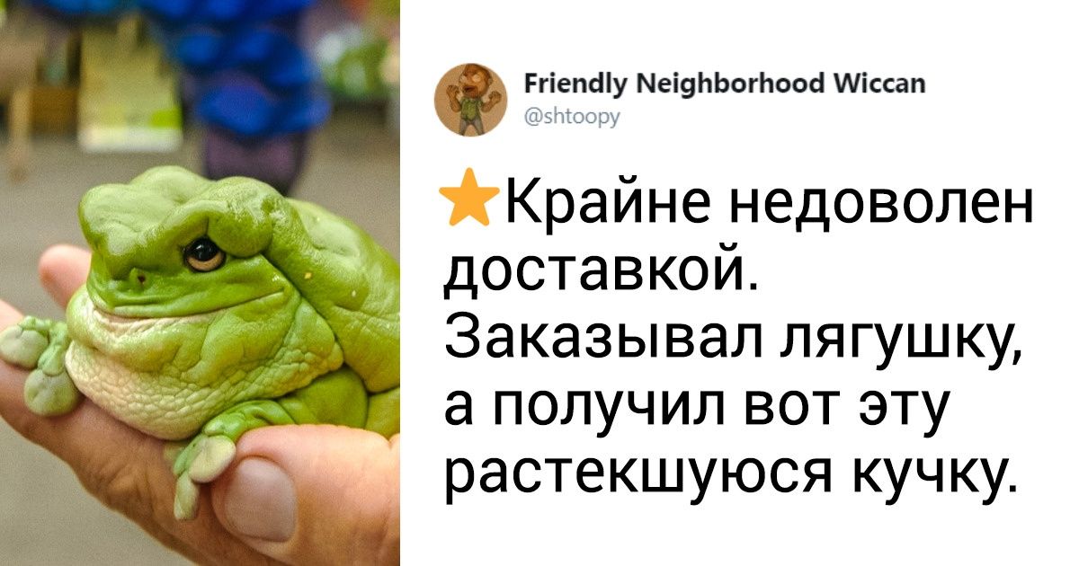 15 шутливых отзывов о животных в стиле AliExpress, которые бьют не в бровь, а в глаз 15 шутливых отзывов о животных в стиле AliExpress, которые бьют не в бровь, а в глаз