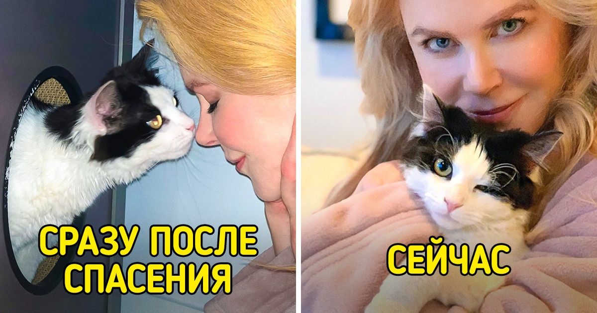 15+ котиков, которые любезно позволяют почесать пузико своим знаменитым на весь мир хозяевам 15+ котиков, которые любезно позволяют почесать пузико своим знаменитым на весь мир хозяевам