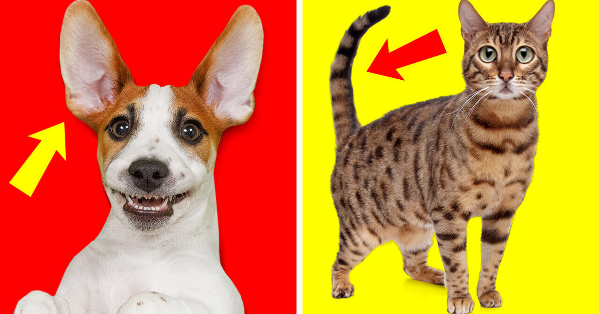 У собак в ушах есть карманы + еще 30 фактов, в которые трудно поверить с первого раза У собак в ушах есть карманы + еще 30 фактов, в которые трудно поверить с первого раза