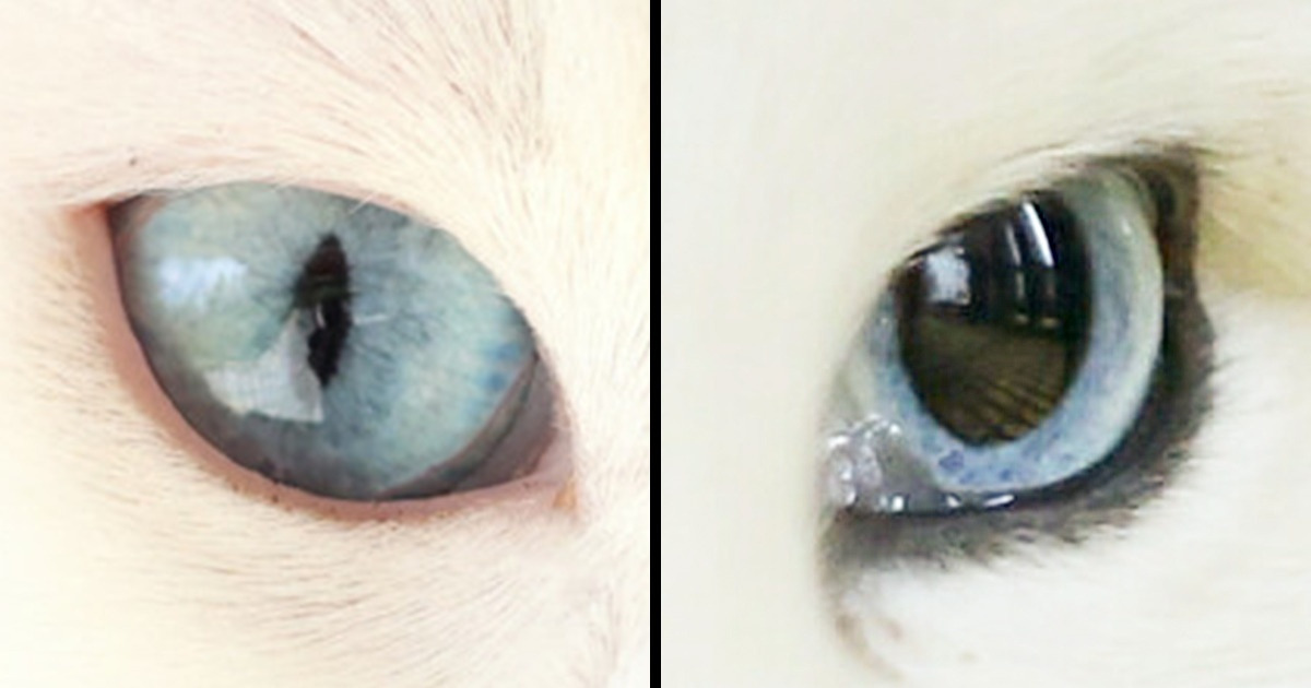 15+ животных с добрыми глазами, которых будет непросто угадать по фото