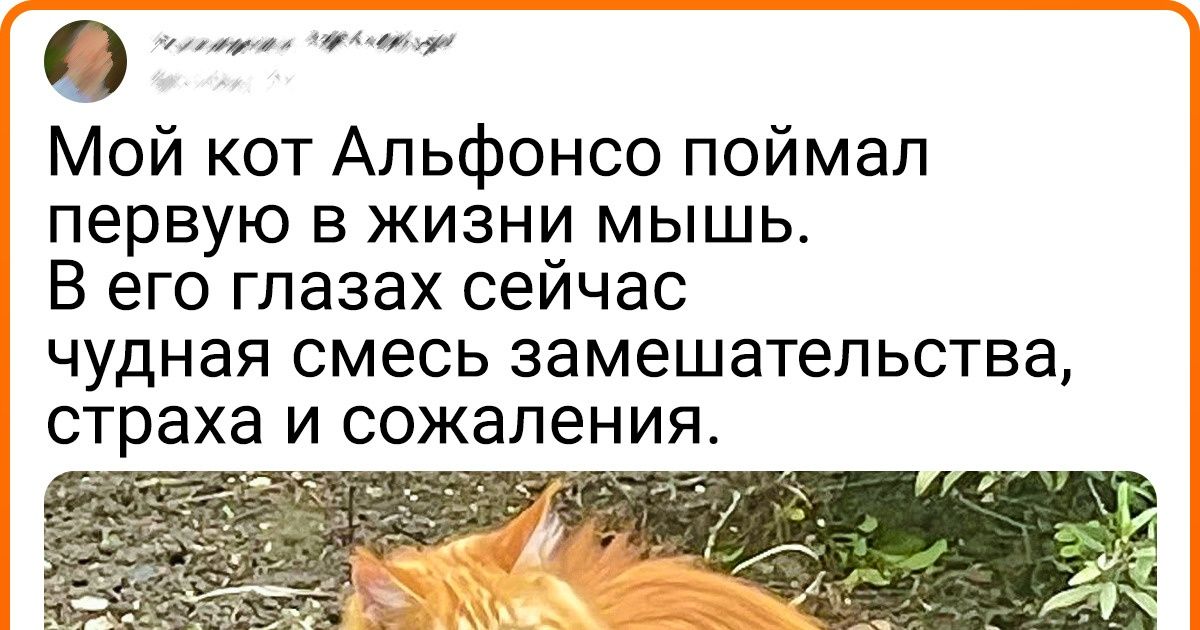 20 доказательств того, что питомцы — это вечная бесплатная развлекуха на дому 20 доказательств того, что питомцы — это вечная бесплатная развлекуха на дому