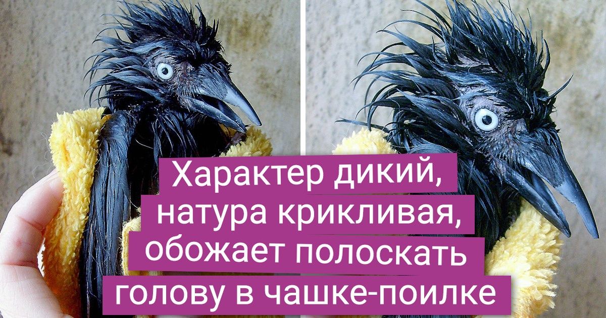 20+ человек, чьи питомцы могут посоревноваться в мимимишности даже с котиками 20+ человек, чьи питомцы могут посоревноваться в мимимишности даже с котиками