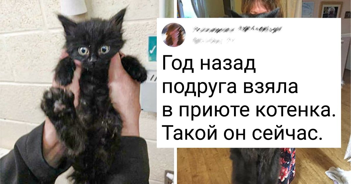 17 человек, которые взяли в дом крохотный комочек, а получили большое облако любви 17 человек, которые взяли в дом крохотный комочек, а получили большое облако любви