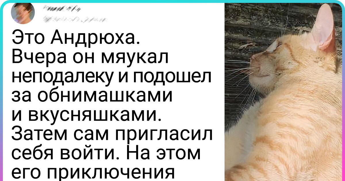 20+ мохнатых, которые ходят в гости без приглашения, а хозяева и рады