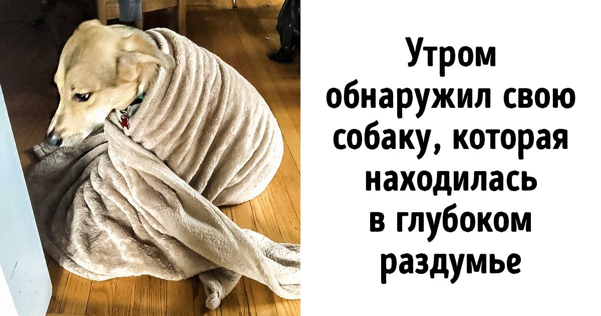 20+ собак, которые попали в кадр в самый неожиданный для них момент